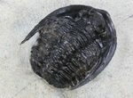 Diademaproetus Trilobite - Foum Zguid, Morocco #37497-3